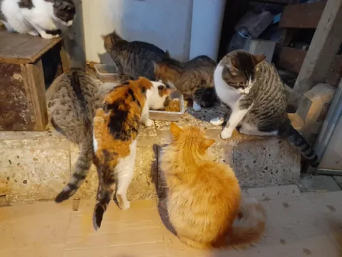 Mealtime for the rescue cats