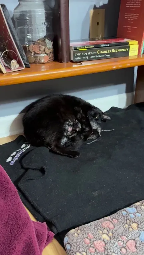 My foster cat is giving birth!