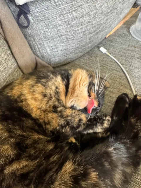 I feel sadness for my foster cat