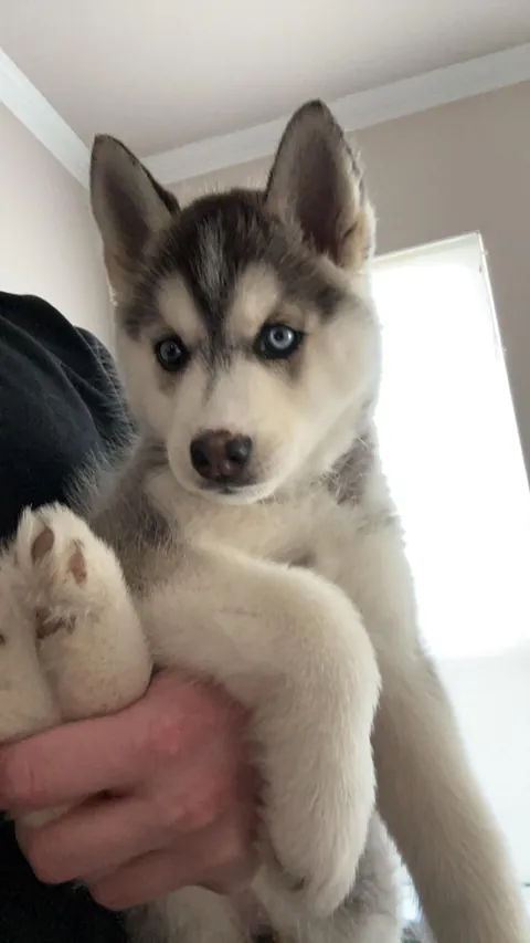 The piercing blue eyes get me