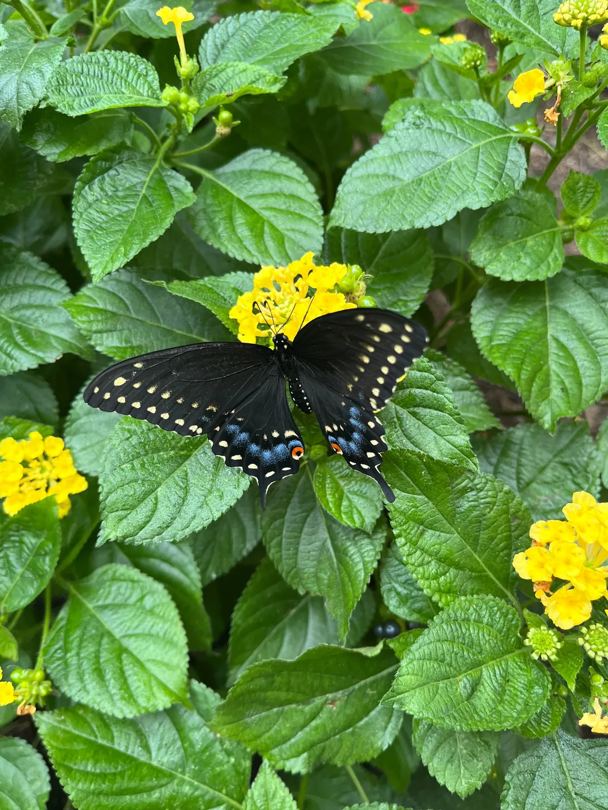 🔥 Black Swallowtail eclosed and chilling on lantana.