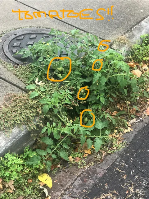Update: Taunting Sewer Tomato Plant still thriving despite drought conditions