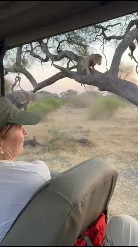 A fully grown male lion running away from elephants.