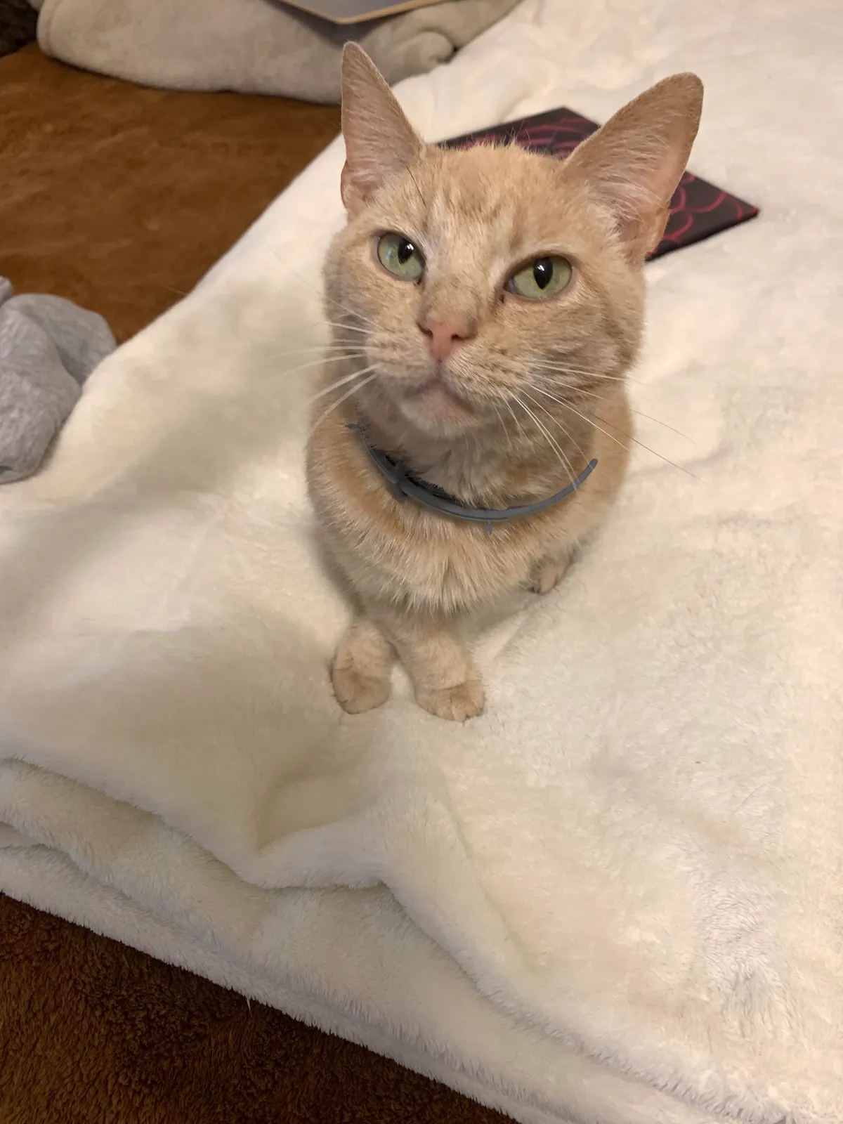 noodle lost her battle to FIV mutation today, it feels like nobody else really cares but me but she was an amazing girl and deserves more mourners. she was only 3 :(