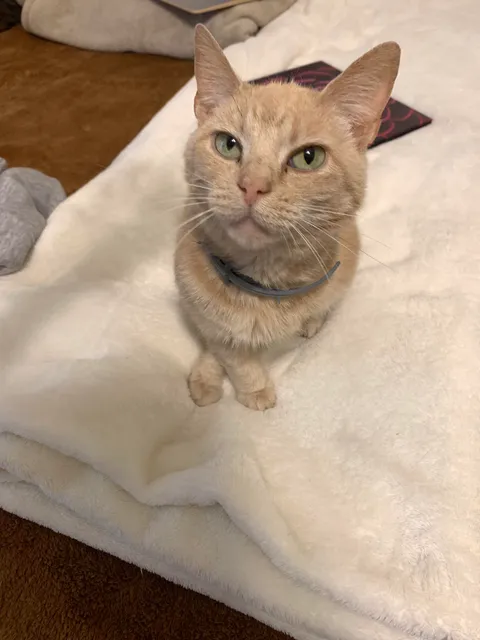 noodle lost her battle to FIV mutation today, it feels like nobody else really cares but me but she was an amazing girl and deserves more mourners. she was only 3 :(