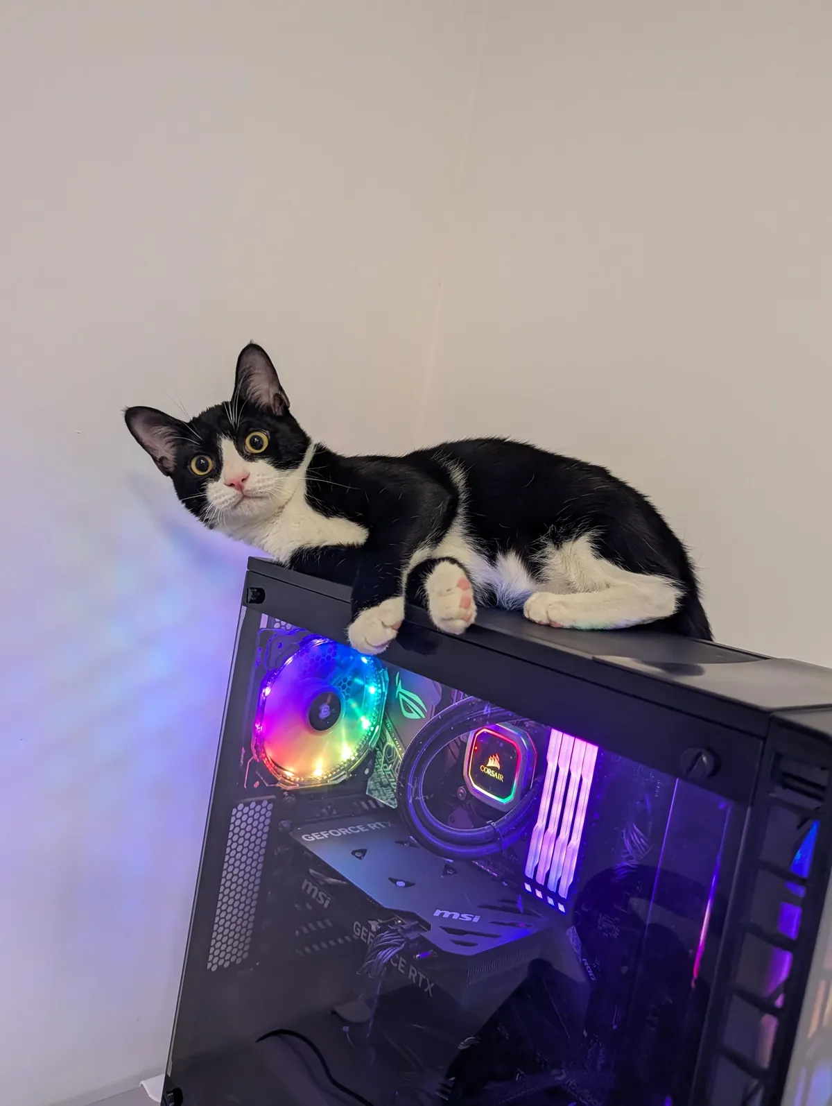 A simple and discreet solution to prevent my cat from turning off my PC