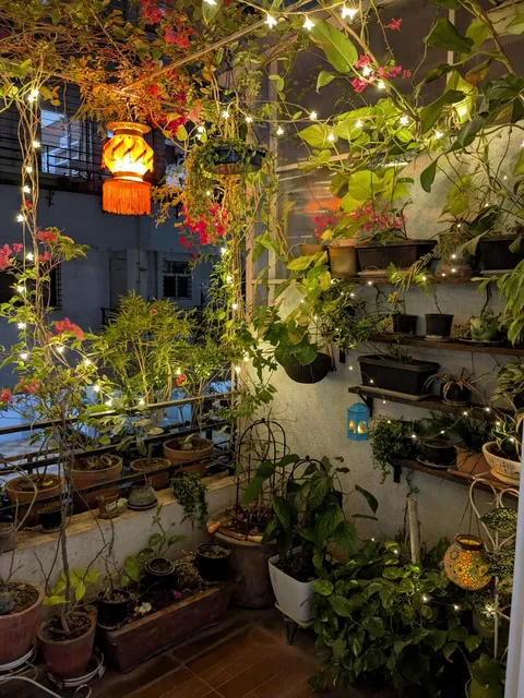 To the third year, diwali lights in my garden. 