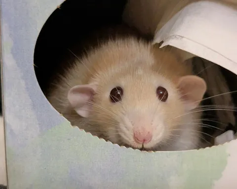 It’s Naga’s birthday! 🎉