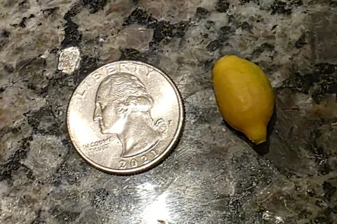 My first lemon 🥹