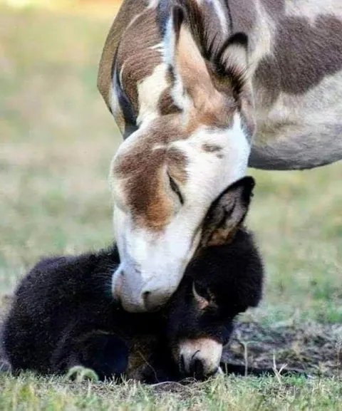 Nothing in nature is stronger than a mother