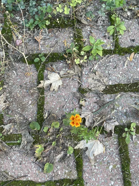 Every marigold I planted this summer died…. until this one… four months later 🤣