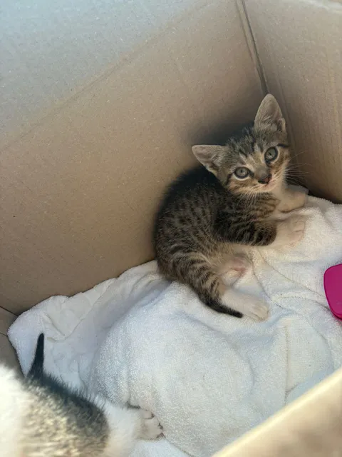 found this little fella by the road,his name is mittens