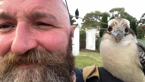 Colin the Kookaburra