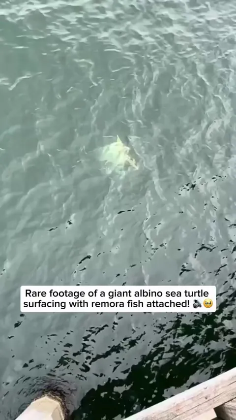 Extremely rare Albino Sea turtle 🐢