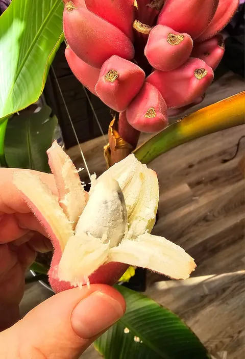 I grew little pink bananas in zone 6 and actually got fruit!