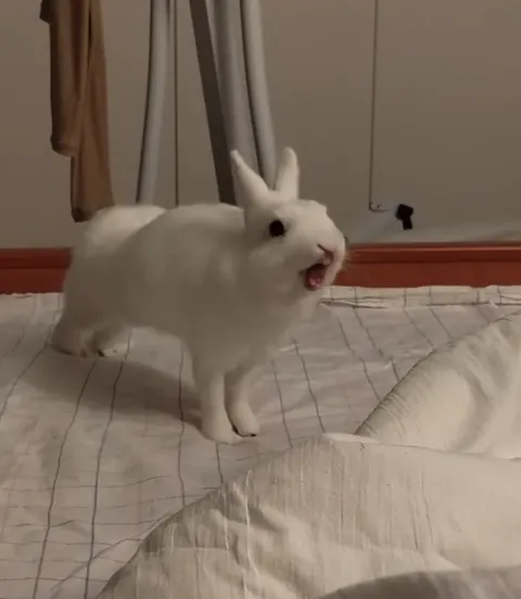 PsBattle: this yawning bunny