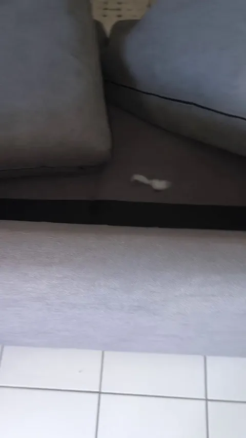 Pulled a prison break in the couch