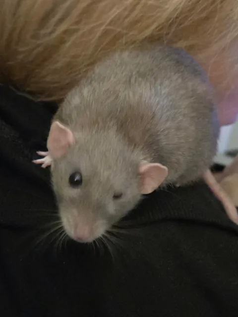 Day 2 Jimily and Doby "Advent calendar"