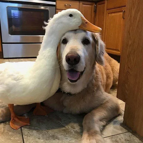 A follow up to my earlier post because everyone agrees dogs and ducks make great Bros.