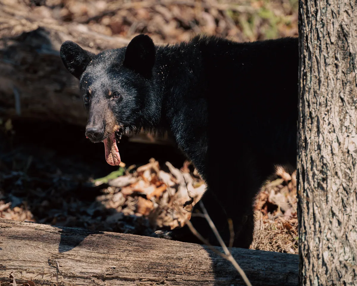 A female black bear missing her bottom jaw.