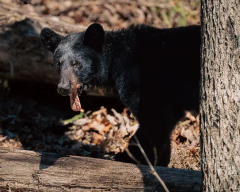 A female black bear missing her bottom jaw.