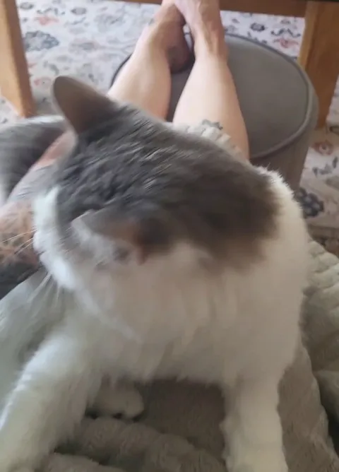 Adopted him 2 years ago. He’s always been independent. Tonight, he came and laid on me — for the first time ever. He’s perfect ❤️