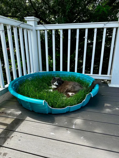We built a grass patch on our patio for our girl.