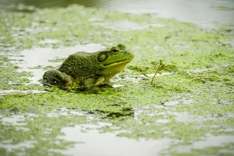 Frog guy with cool radar dish ears.
