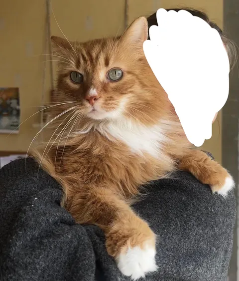 My Nana’s cat remembered me!!