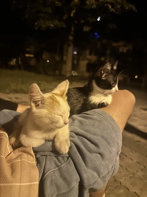 I was sitting onto the bench and 6 kittens decided to try to jump on the bench and willingly get in my lap to get some rest. Here is a photo of 2 of them: