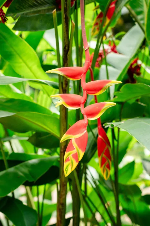 10 days in Saint Vincent and the Grenadines