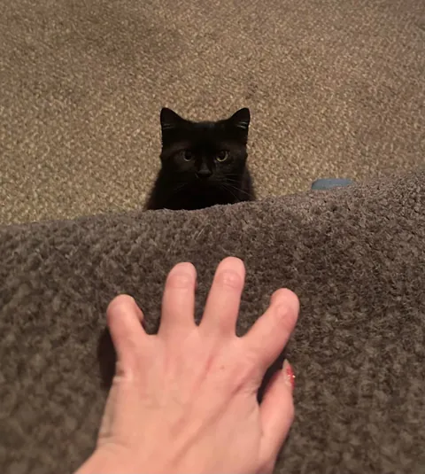 This is my cat Mooch. I think he’s cute.