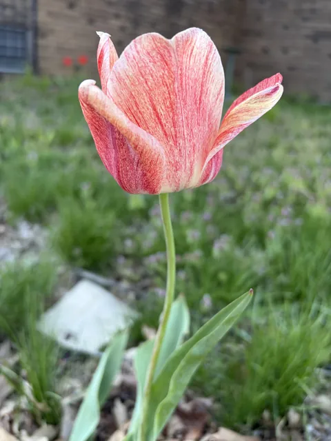 This Beautiful Tulip I Saw