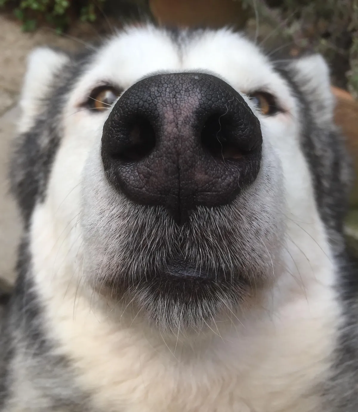 More noses of the dogs I walk