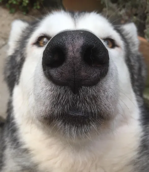 More noses of the dogs I walk