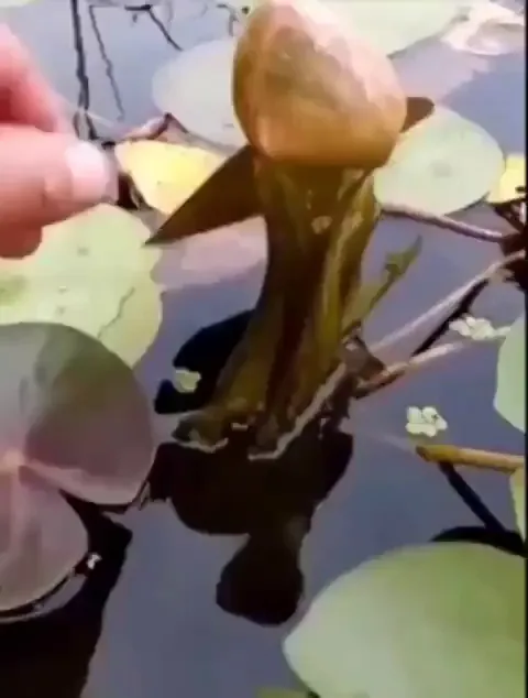 Freeing a water lily from spirogyra 🪷