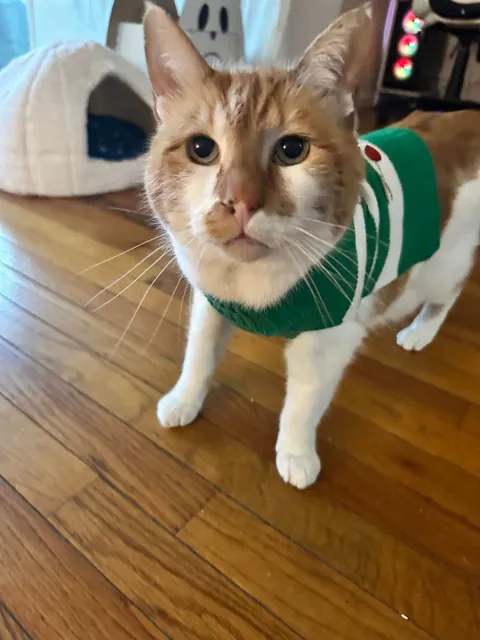 Showing off my cat in his Christmas sweater! 🎄