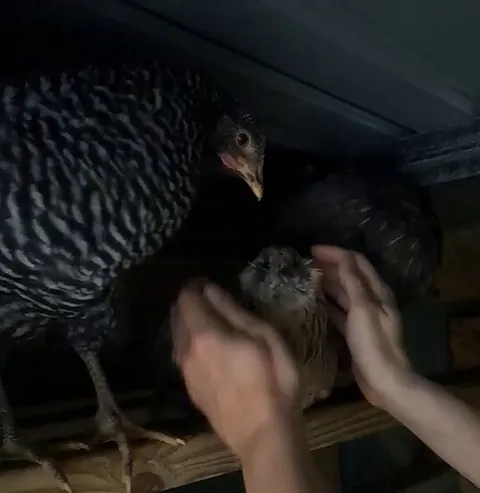 My little chicken loves when I do this