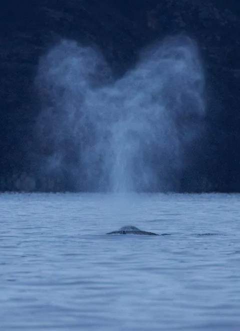 🔥 This humpback whale that spouted a heart shape