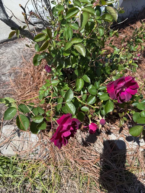 My knockout rose bush that’s had white roses for the past 7 years suddenly has red blooms. Any ideas as to why?