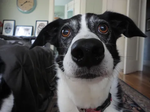 Watch my 20 yo dog slowly turn frosty faced.