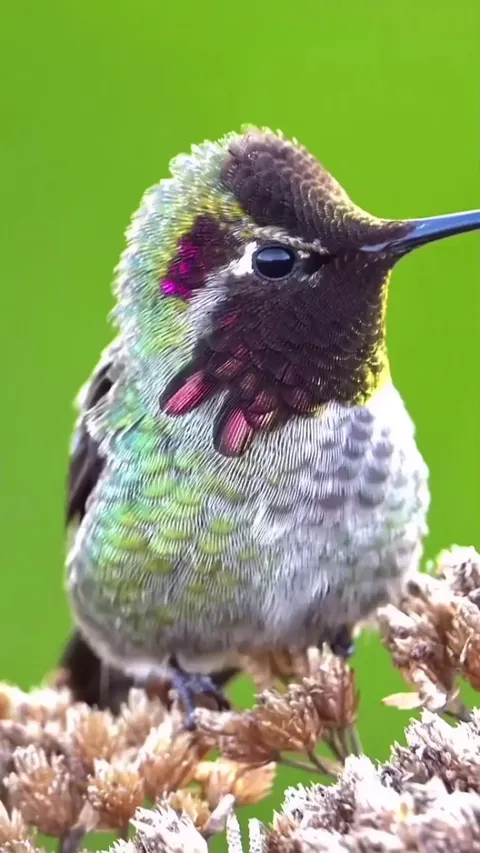 This is a male Anna's Hummingbird🐦 .