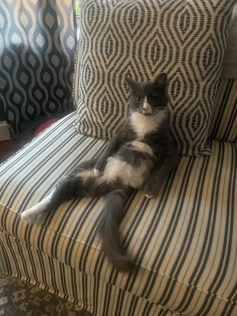 My SIL’s 3-legged cat, Bea