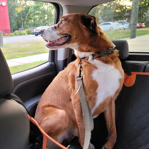 Koda, 50 BMD, 20 Pitt, 10 Shepherd, 10 Lab, 8 great Pyrenees. Sweetest dog I ever owned.