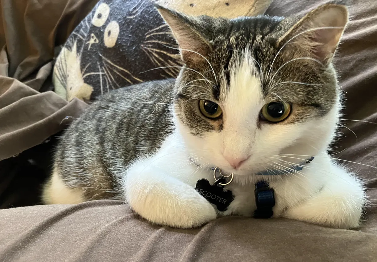 Is there a term for when cats fold their little feet like this?