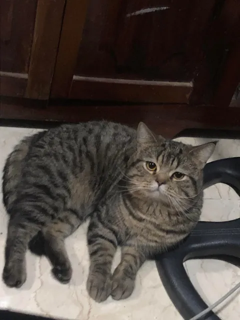 Big chunky lium loves watching me