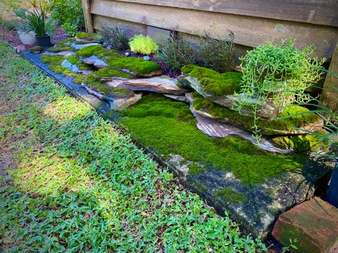Moss garden I put together using moss collected from parking lots.