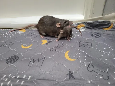 Nutti is officially 9 weeks and still a smol baby 🥰