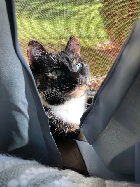 My sweet Petunia, has cancer.