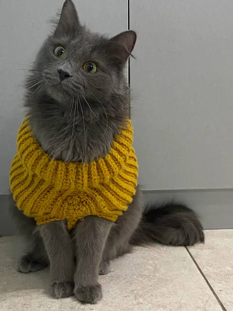 I jokingly asked my mom to knit a sweater for my cat. she took it seriously, and actually did it
